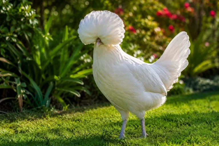poule de Padoue