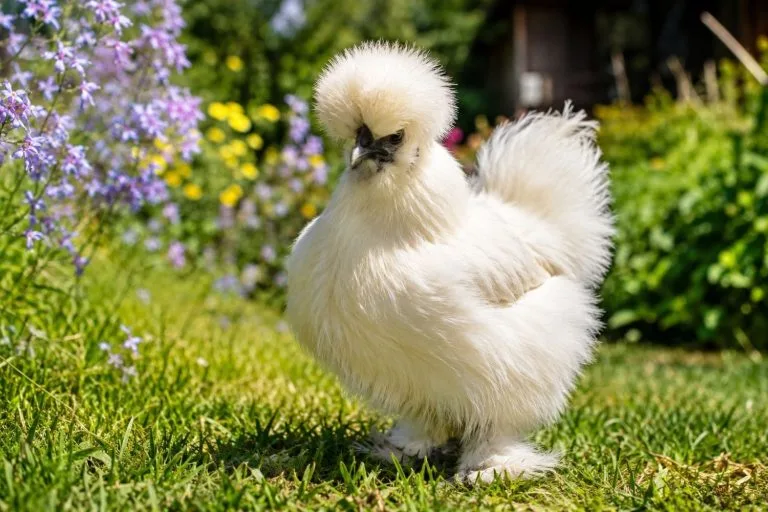 poule de soie
