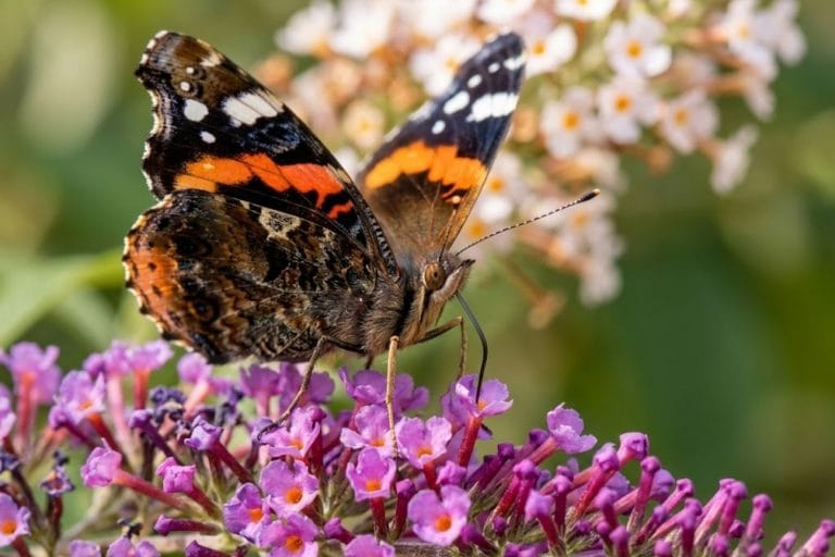 que mange un papillon