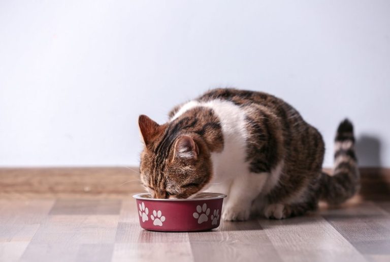 Chat glouton : Pourquoi il dévore tout et comment le calmer