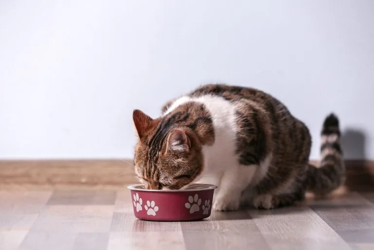 Chat glouton : Pourquoi il dévore tout et comment le calmer