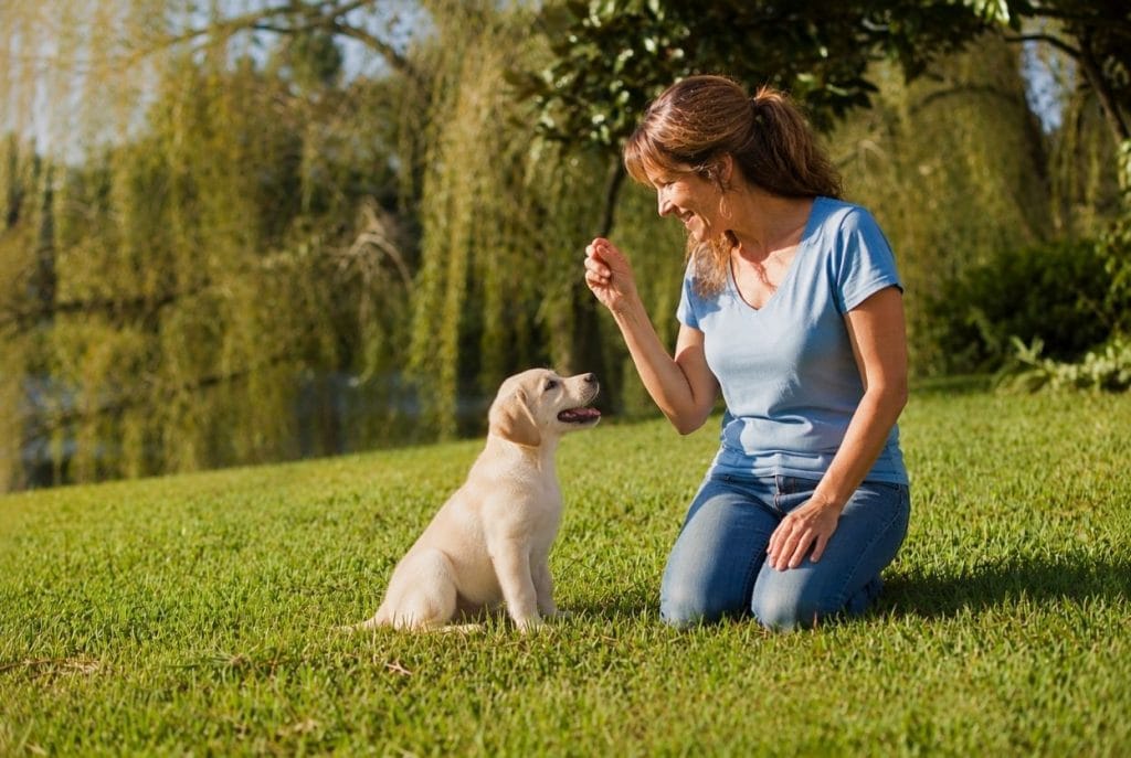 dressage chiot labrador