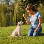 dressage chiot labrador