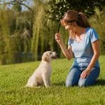 dressage chiot labrador
