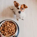 chien qui attend sa gamelle